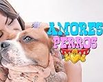 Análisis y comparativa de los mejores juguetes de mandarina para perros: ¡Descubre cuál es el ideal para tu mascota!
